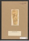 Berkeleya parasitica var. gracillima (W.Sm.) Grun. (de-Toni-Nr.: Genus 21, Species 1235) Zeichnungen Sammlung Grunow Nr. 2376 (NHMW-BOT-W0369510)